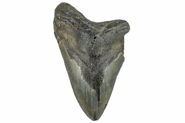 Partial, Fossil Megalodon Tooth - Serrated Blade #297292